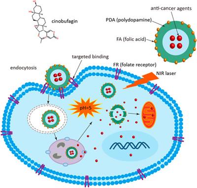 Cinobufagin-Loaded and Folic Acid-Modified Polydopamine Nanomedicine Combined With Photothermal Therapy for the Treatment of Lung Cancer